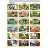 Gạch tranh 3D chim công 008