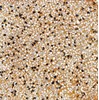 Gạch vỉa hè Terrazzo trơn màu vàng 40x40