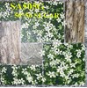 Gạch sân vườn giá rẻ 50x50 SA505
